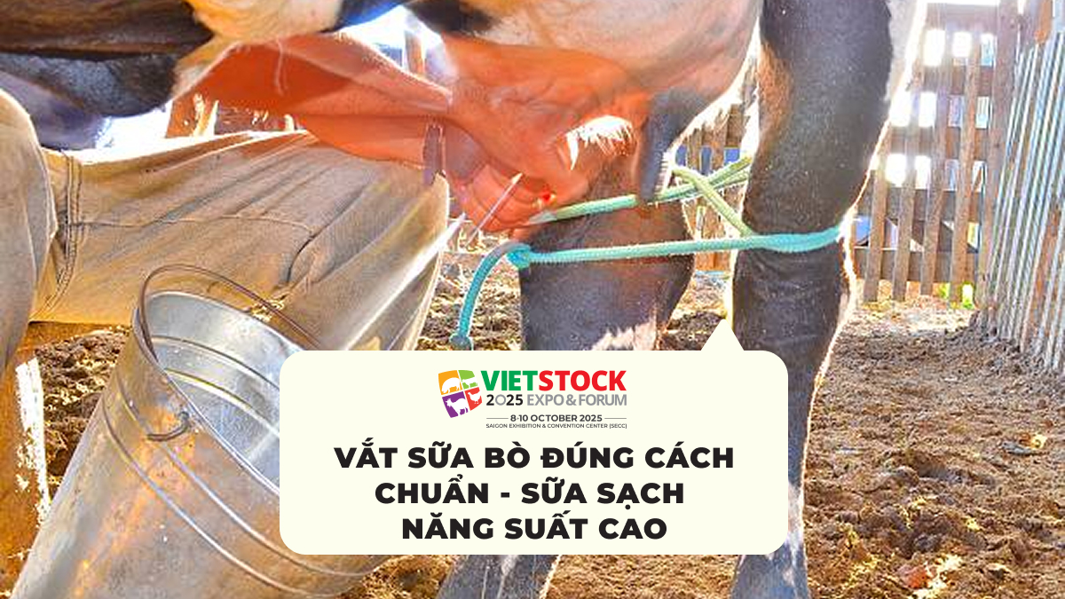 Vắt Sữa Bò Đúng Cách Chuẩn - Sữa Sạch Năng Suất Cao